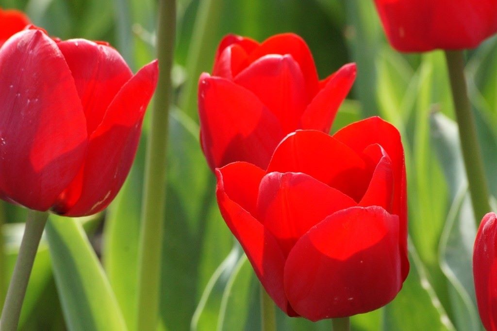 Tulipa Ile de France - BIO-1