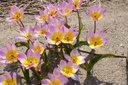 Tulipa Lilac Wonder - BIO-1