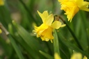 Narcissus Tete Rosette - BIO-2