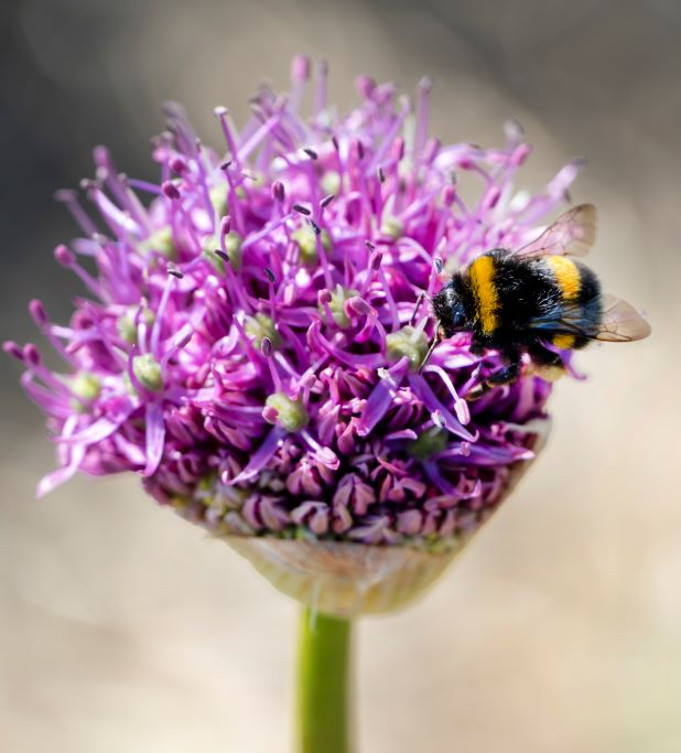 Allium Violet Beauty - BIO