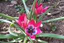 Tulipa Little Beauty - BIO