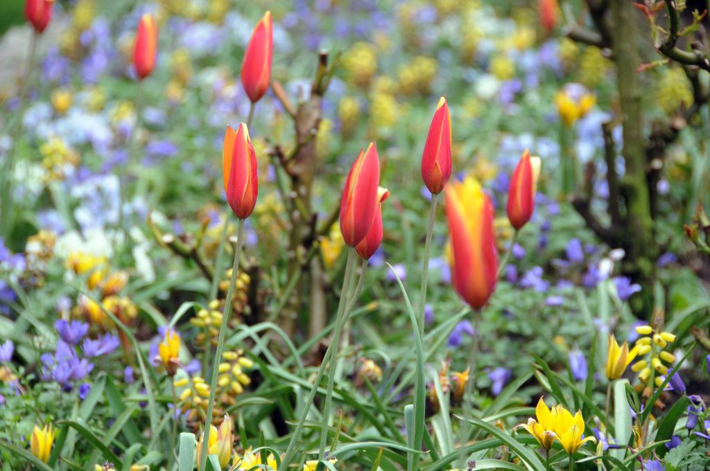 Tulipa clusiana var.chrysantha - BIO