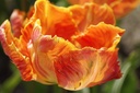 Tulipa Monarch Parrot - BIO