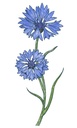 BEEseedzz - Korenbloem
