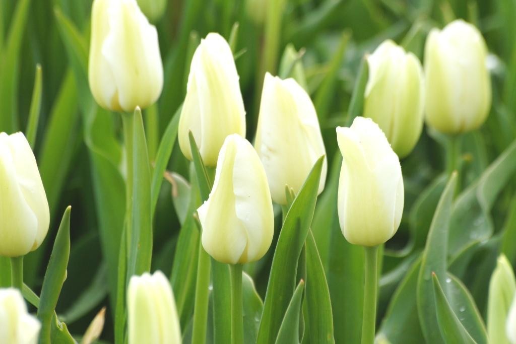 Tulipa Catharina - BIO