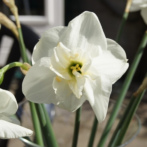 [A3007-5] Narcissus Papillon Blanc - BIO (5 Zwiebeln)