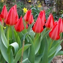 Tulipa Ingens - BIO