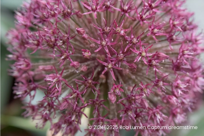 [A9065] Allium karataviense  Red Giant - BIO