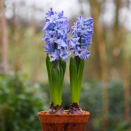 [P1003] Hyazinth Delftsblau im Topf - BIO