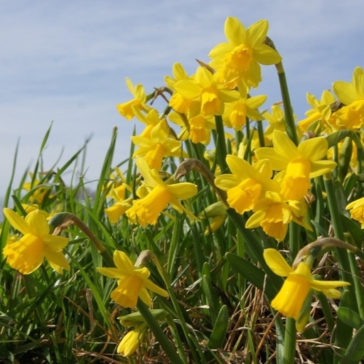 [A3005] Narcissus Tete a Tete - BIO