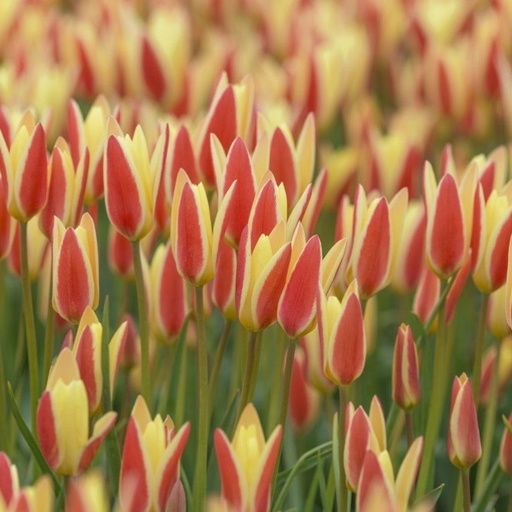 [A1095] Tulipa Clusiana Tinka - BIO