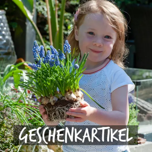 Natural Bulbs | Geschenkartikel