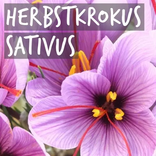 Natural Bulbs | Herbstkrokus Sativus (Safran)