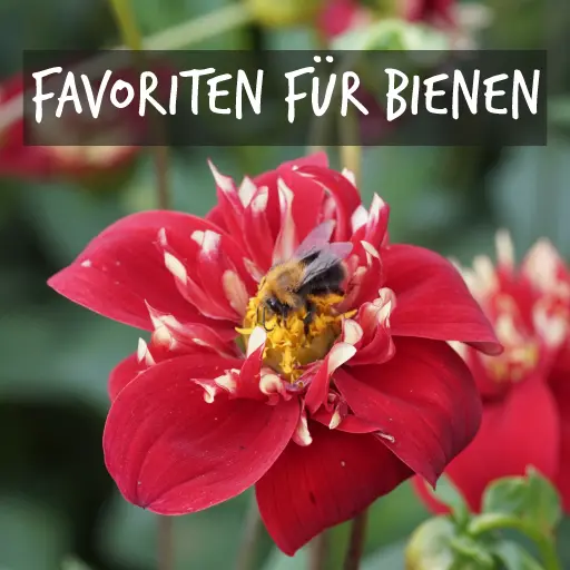 Biologisch angebaute Pflanzen für Bienen Natural Bulbs