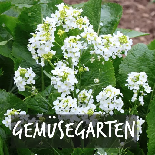 Biologisch angebaute Pflanzen für Ihren Gemüsegarten Natural Bulbs