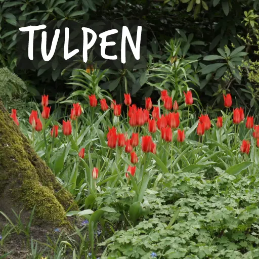 Bio-Tulpenzwiebeln