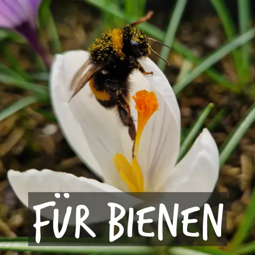 Bio-Blumenzwiebeln für Bienen
