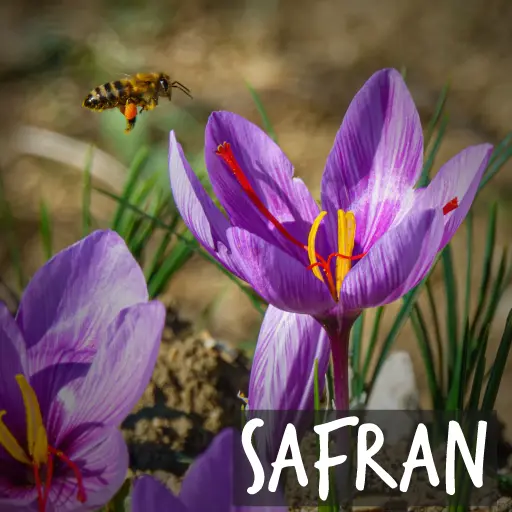 Bio-Crocus sativus – Safrankrokus