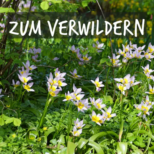 Bio-Blumenzwiebeln, geeignet für die Auswilderung