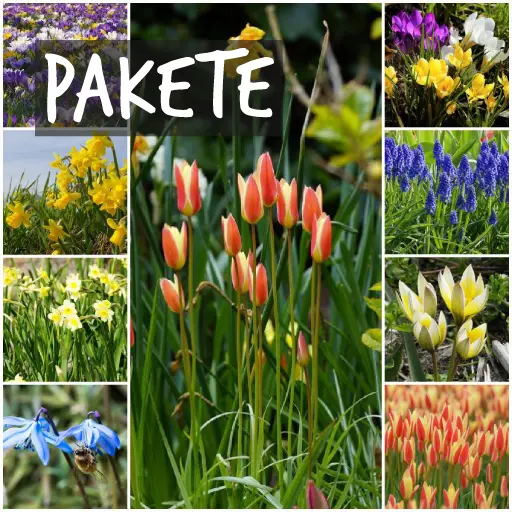 Pakete mit Bio-Blumenzwiebeln