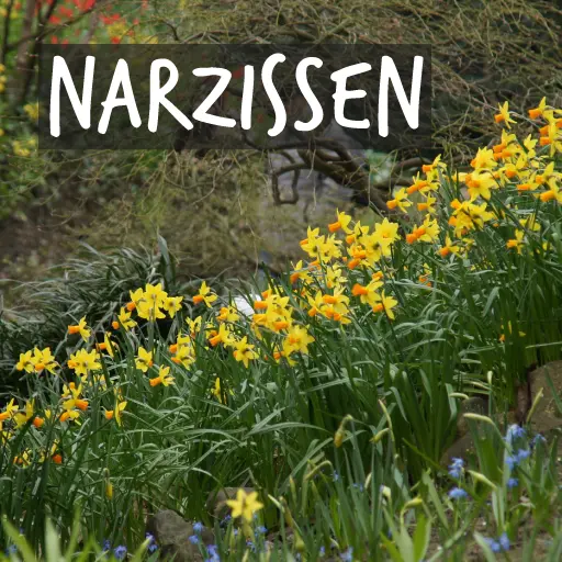 Bio-Narzissenzwiebeln