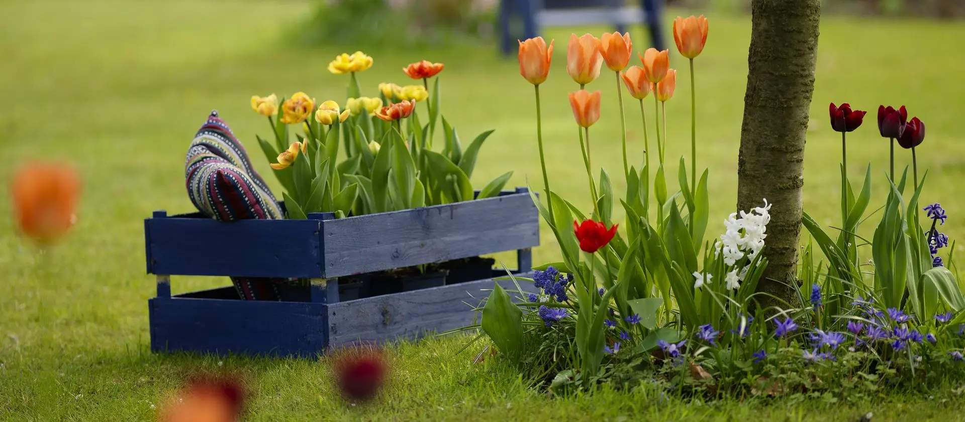Voorjaarsbloeiers Frisse tulpen die bloeien in de tuin