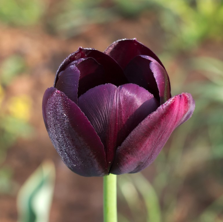 Tulipa Queen of Night - BIO-1