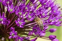 Allium Purple Sensation - BIO-1