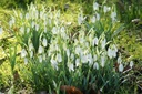 Sneeuwklokjes (Galanthus elwesii) BIO-1