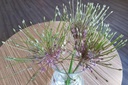 Allium Schubertii - BIO-1