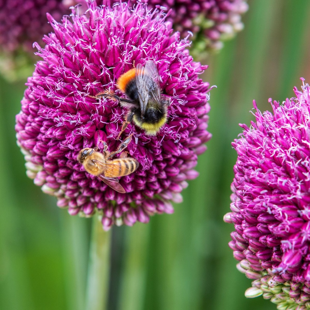 Allium-sphaerocephalon (Christopher Smith-dreamstimemaximum_140788278).jpg