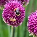 Allium-sphaerocephalon (Christopher Smith-dreamstimemaximum_140788278).jpg
