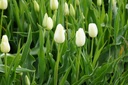 Tulipa Catharina - BIO-1