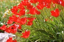Tulipa Linifolia - BIO-1