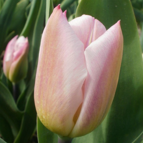 Tulipa Sweet Flag-2