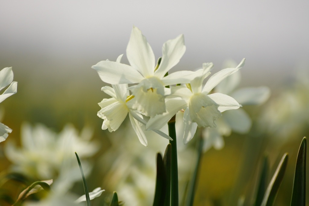 Narcissus Thalia - BIO-2