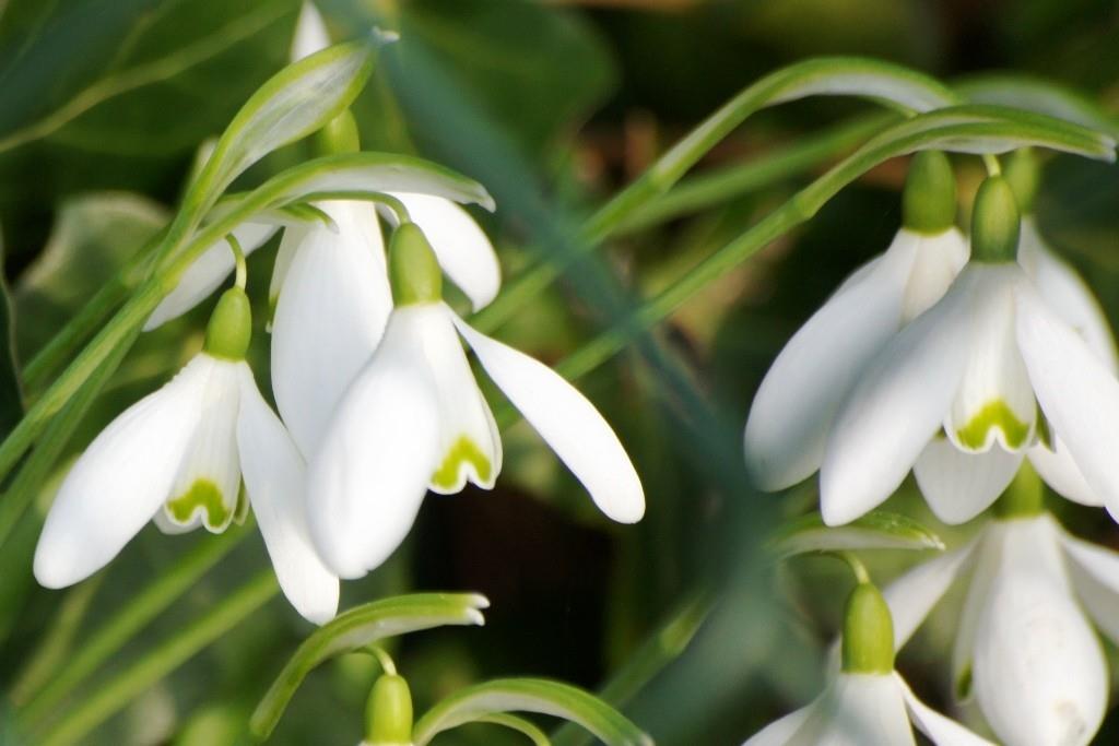 Sneeuwklokjes (Galanthus elwesii) BIO-2