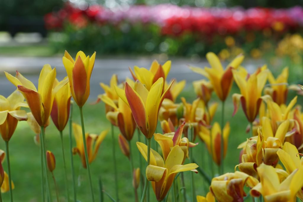 Tulipa clusiana var.chrysantha - BIO-2