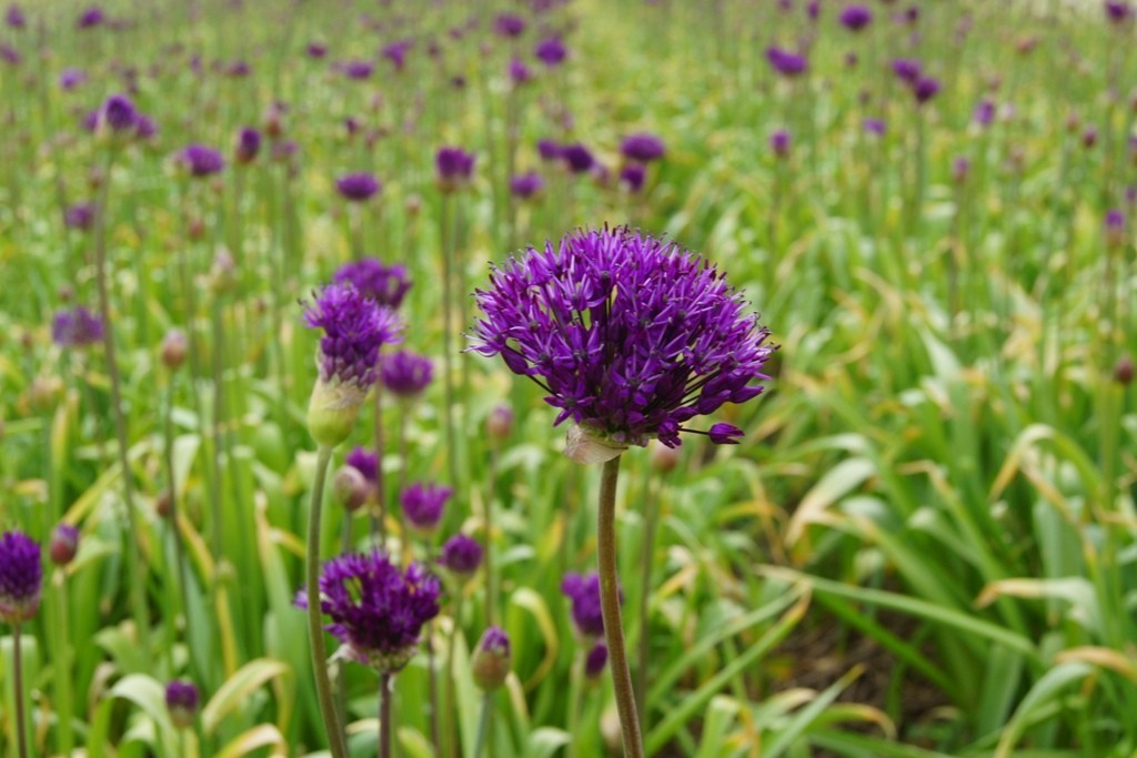 Allium Purple Sensation - BIO-2