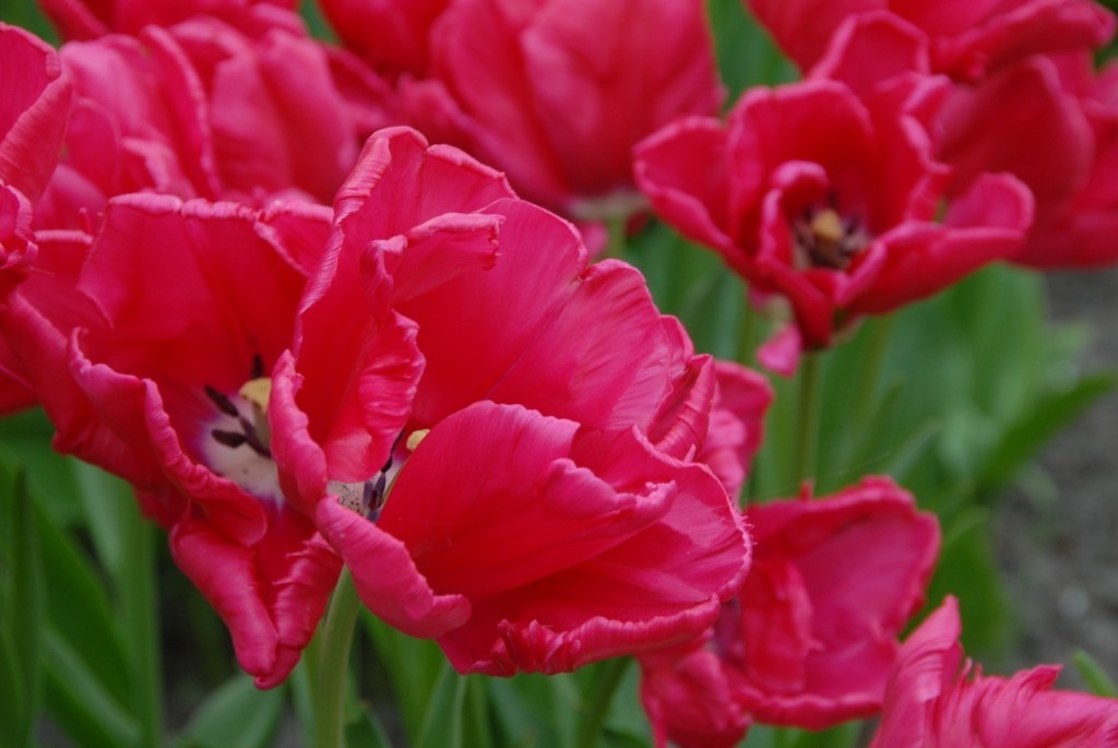 Tulipa Cerise Parrot - BIO-2