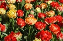 Tulipa Gudoshnik Double - BIO-3