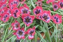 Tulipa Little Beauty - BIO-3