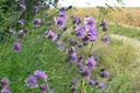 Centaurea scabiosa - BIO