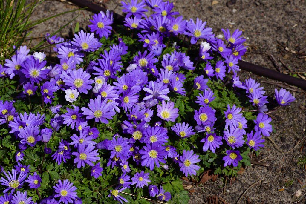 Anemone Blanda - BIO