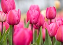 Tulipa Tineke vd Meer - BIO