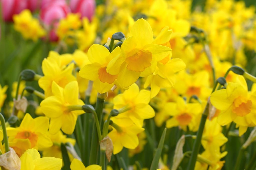 Narcissus Garden Opera - BIO