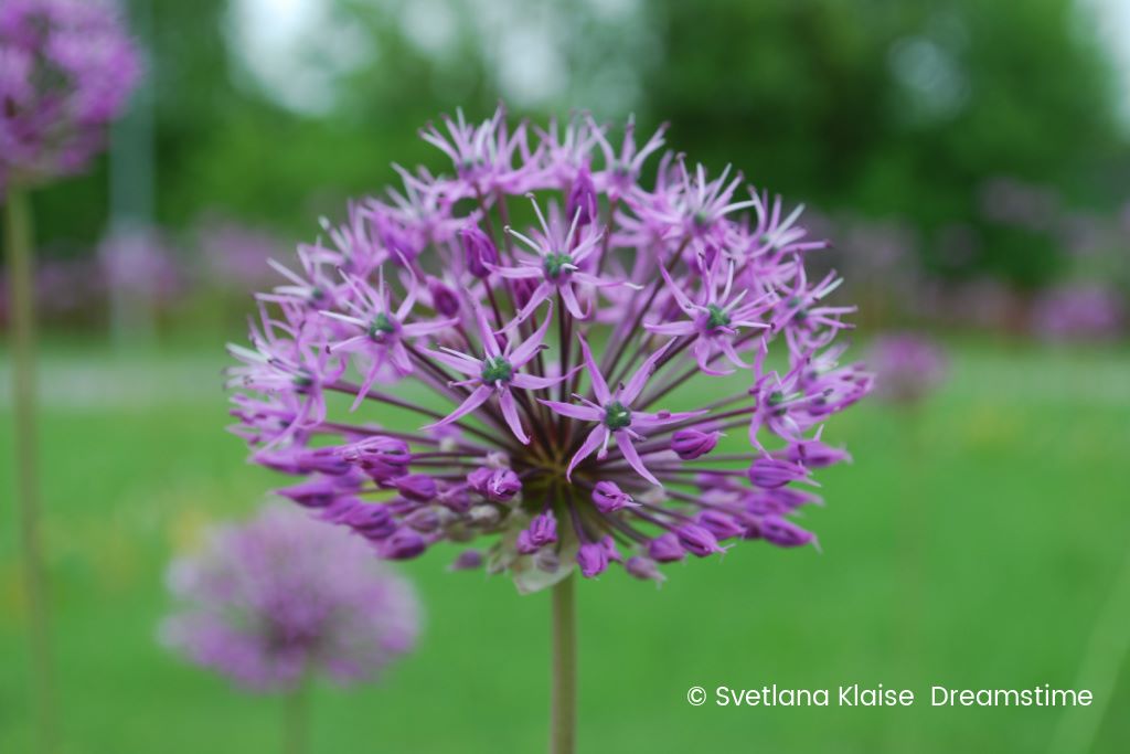 Allium Violet Beauty - BIO