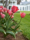 Tulipa Design Impression - BIO