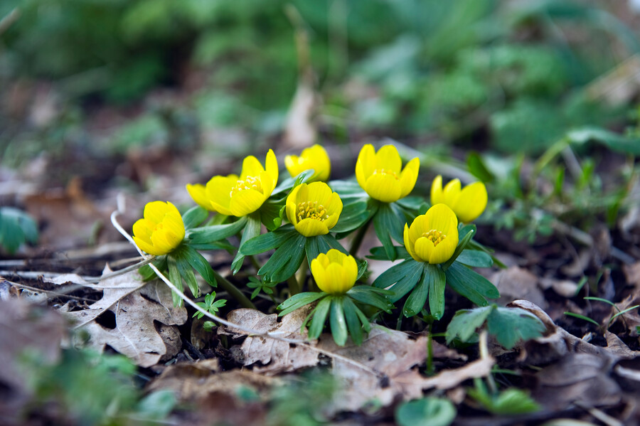 Eranthis cilicica - BIO