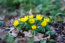 Eranthis cilicica - BIO